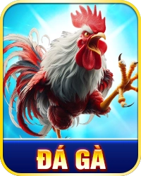 Đá gà chiến kê