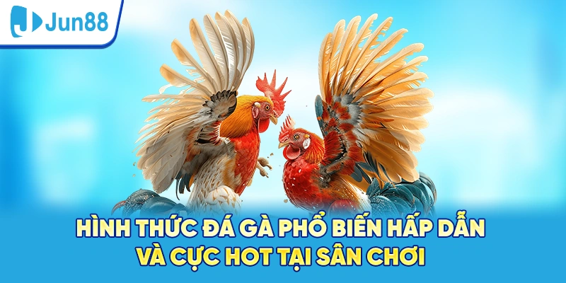 Hình thức đá gà phổ biến hấp dẫn và cực hot tại sân chơi